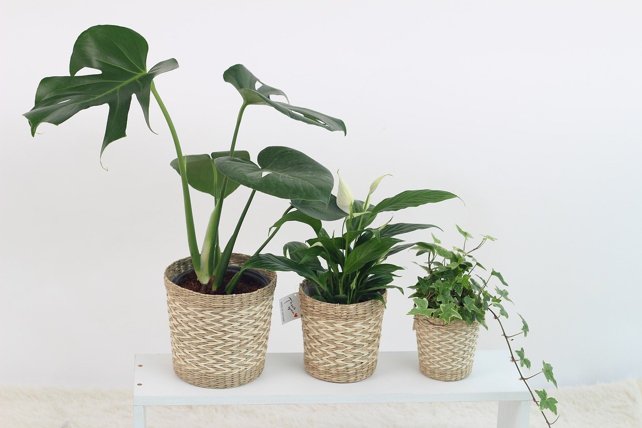 Ces 7 plantes fascinantes à avoir pour purifier votre intérieur