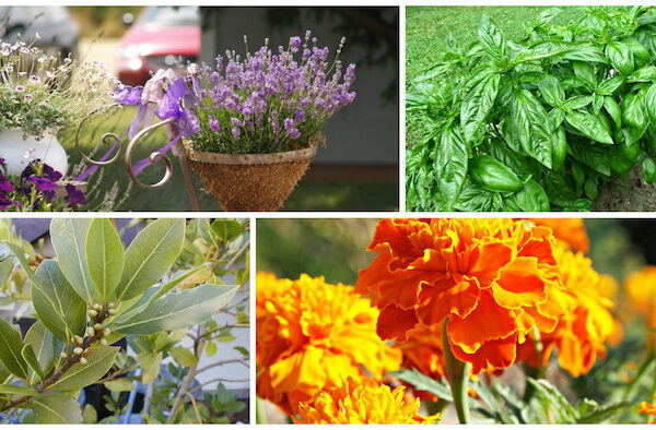 Quelles plantes repoussent les mouches ?