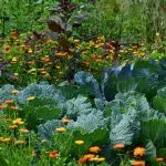 Quels sont les indispensables pour commencer son jardin potager bio ?