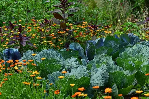 Quels sont les indispensables pour commencer son jardin potager bio ?