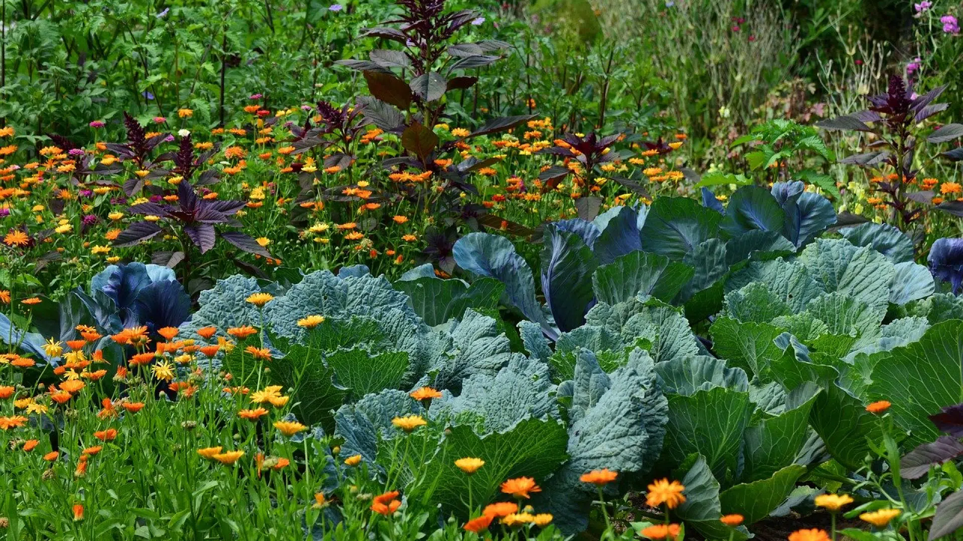 Quels sont les indispensables pour commencer son jardin potager bio ?