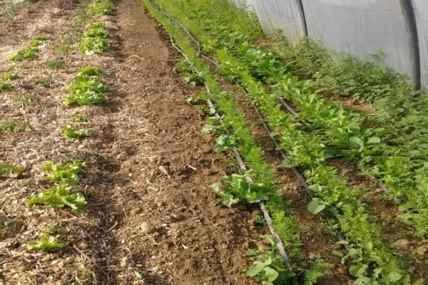 Quelle profondeur de terre pour les carottes ?