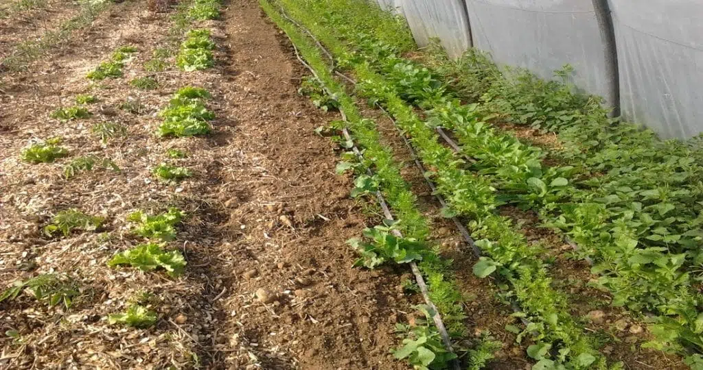 Quelle profondeur de terre pour les carottes ?